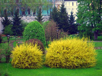 Форзиція